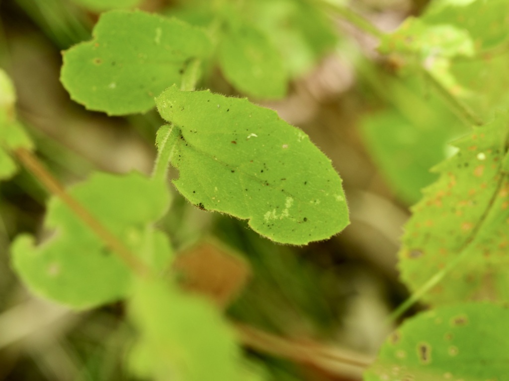 Scaevola auriculata