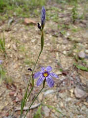 Sisyrinchium demissum, photograph (c) Sue Carnahan, some rights reserved (CC BY)