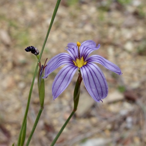 Sisyrinchium demissum, photograph 5