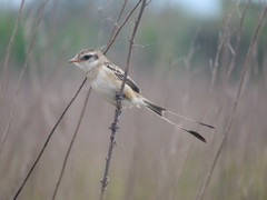Alectrurus risora