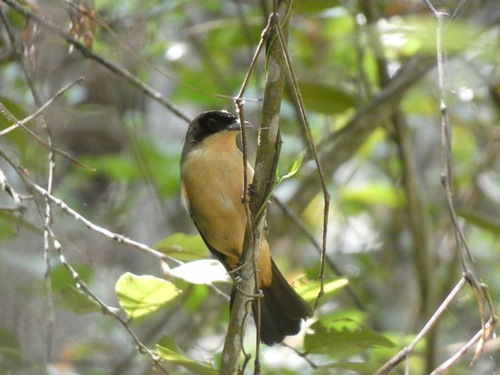 Black-goggled Tanager (Trichothraupis melanops), photo 8