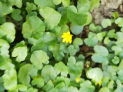 Ficaria verna