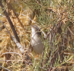 Curruca conspicillata