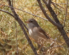 Curruca conspicillata