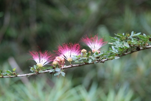 Calliandra surinamensis
