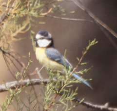 Cyanistes teneriffae degener