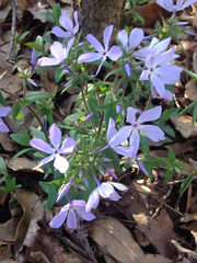 Phlox divaricata laphamii