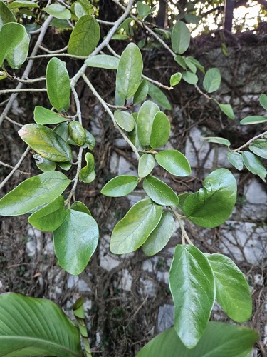 Ficus pumila