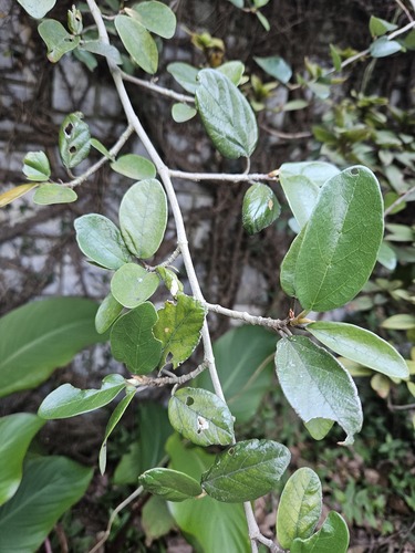 Ficus pumila