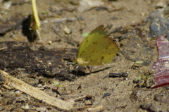 Abaeis salome jamapa