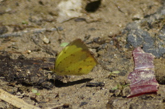 Abaeis salome jamapa