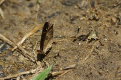 Anthanassa atronia