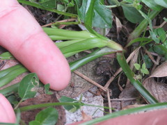 Pseudopaludicola falcipes