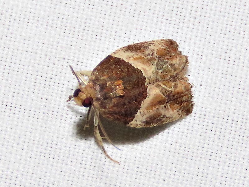 Neaspasia brevibasana