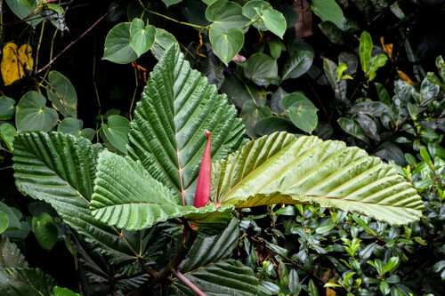 Dinner plate fig (Ficus dammaropsis)