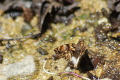 Noctuana lactifera