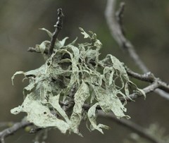 Ramalina subleptocarpha