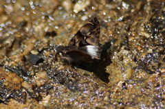 Noctuana lactifera