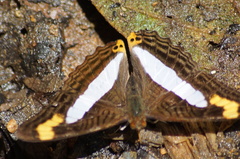 Adelpha pithys