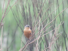 Sporophila hypoxantha