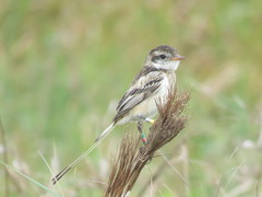 Alectrurus risora