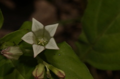 Spigelia humboldtiana