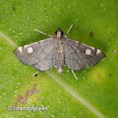 Luma sericea