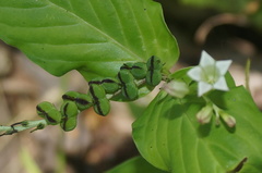Spigelia humboldtiana