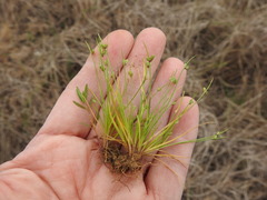 Isolepis pseudosetacea