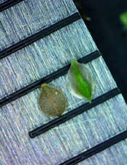 Isolepis pseudosetacea