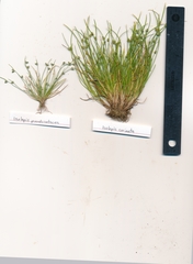 Isolepis pseudosetacea