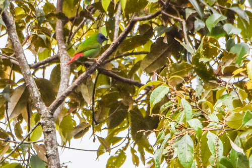 Blue-faced Parrotfinch (Erythrura trichroa), photo 9