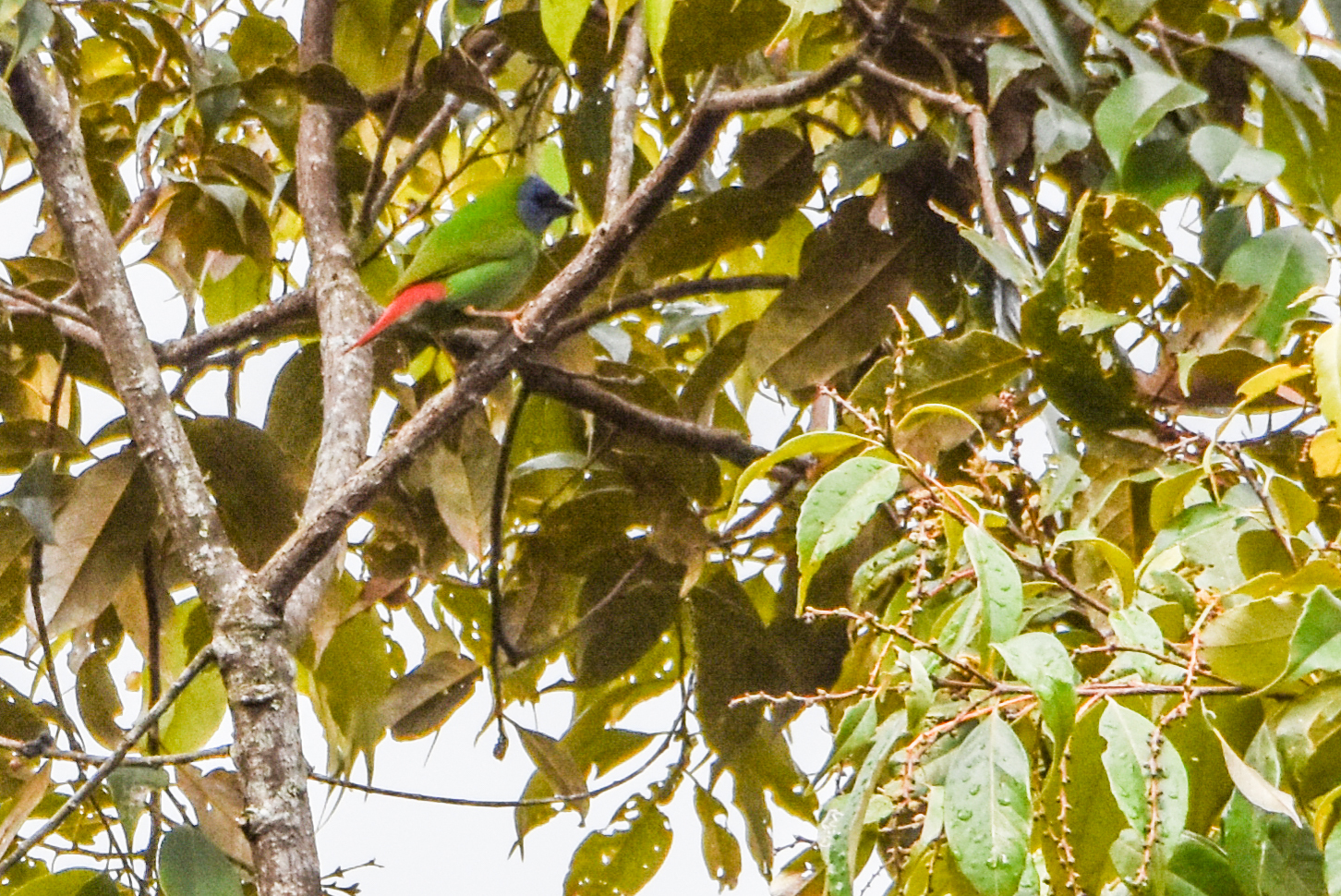 Blue-faced Parrotfinch (Erythrura trichroa), photo 9