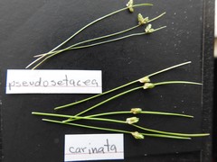 Isolepis pseudosetacea