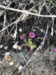 Erythranthe androsacea