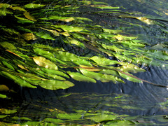 Potamogeton × fluitans