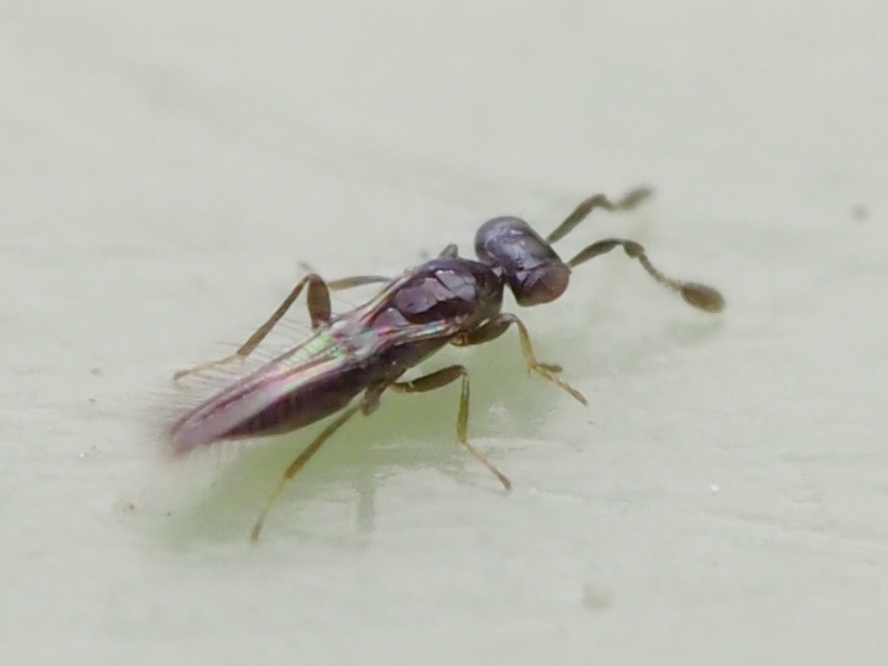 Chalcidoid Wasps from North Island, Kaeo, Northland, NZ on November 24 ...