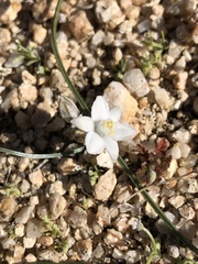 Muilla coronata