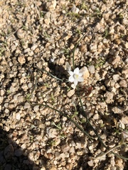 Muilla coronata