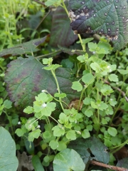 Veronica hederifolia-sublobata-triloba