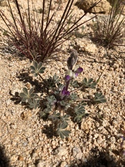 Lupinus concinnus