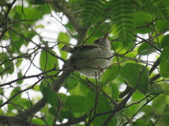 Hemitriccus margaritaceiventer