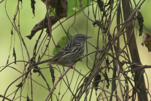 Arrowhead Warbler (Setophaga pharetra), photo 7