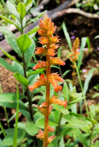 Sinningia allagophylla