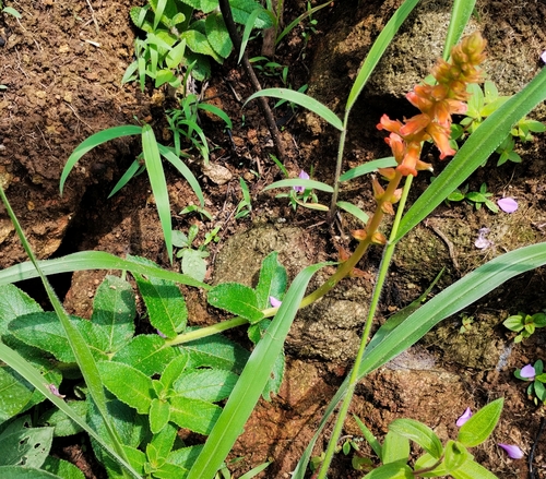 Sinningia allagophylla
