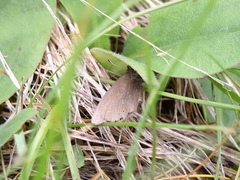 Erebia epiphron