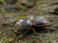 Geodorcus helmsi