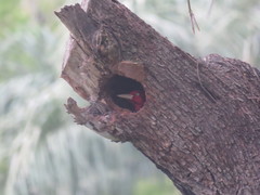 Campephilus leucopogon