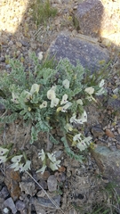 Astragalus purshii