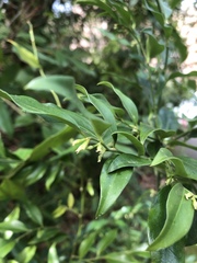 Sarcococca